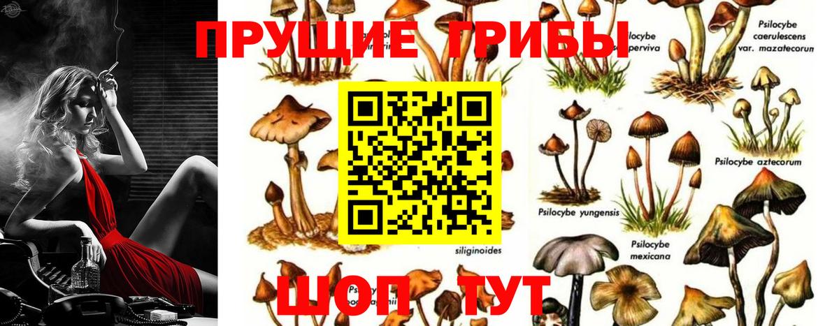 Волжский  хочу   Вход с VPN  Псилоцибиновые грибы мицелий 